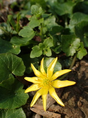 Ficaria verna
