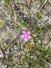Centaurium erythraea