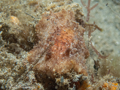Carminodoris