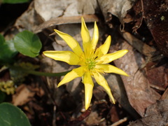 Ficaria verna