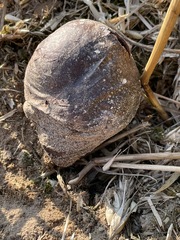 Mycenastrum corium