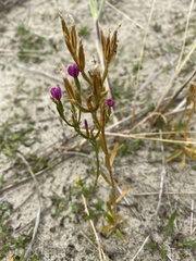Centaurium erythraea