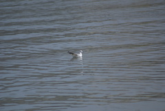 Chroicocephalus ridibundus