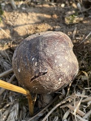 Mycenastrum corium