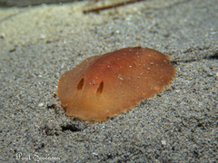 Doriopsilla carneola