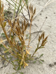 Centaurium erythraea