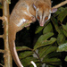 Woolly Opossums - Photo (c) Roberto Sindaco, some rights reserved (CC BY-NC-SA), uploaded by Roberto Sindaco