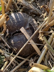 Mycenastrum corium