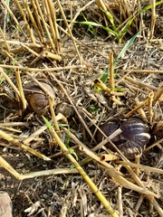 Mycenastrum corium