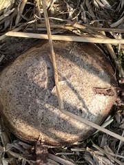 Mycenastrum corium