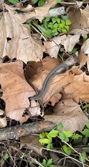 Clonophis kirtlandii