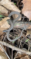Clonophis kirtlandii