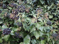 Hedera helix