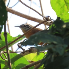 Cantorchilus guarayanus