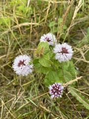 Mentha aquatica