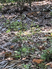 Tradescantia occidentalis