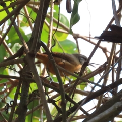 Cantorchilus guarayanus