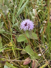 Mentha aquatica