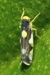 Eupteryx vittata