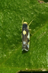 Eupteryx vittata
