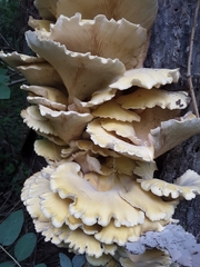 Pleurotus citrinopileatus