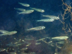 Atherinomorus stipes