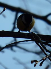 Parus major