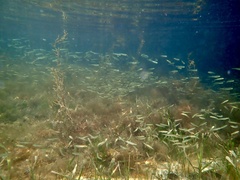 Atherinomorus stipes