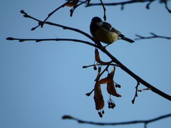 Parus major