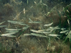 Atherinomorus stipes