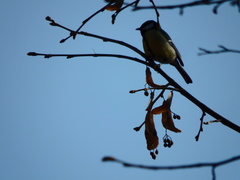 Parus major