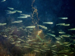 Atherinomorus stipes