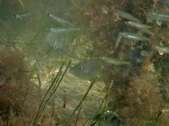 Atherinomorus stipes