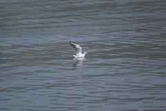 Chroicocephalus ridibundus