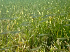 Atherinomorus stipes