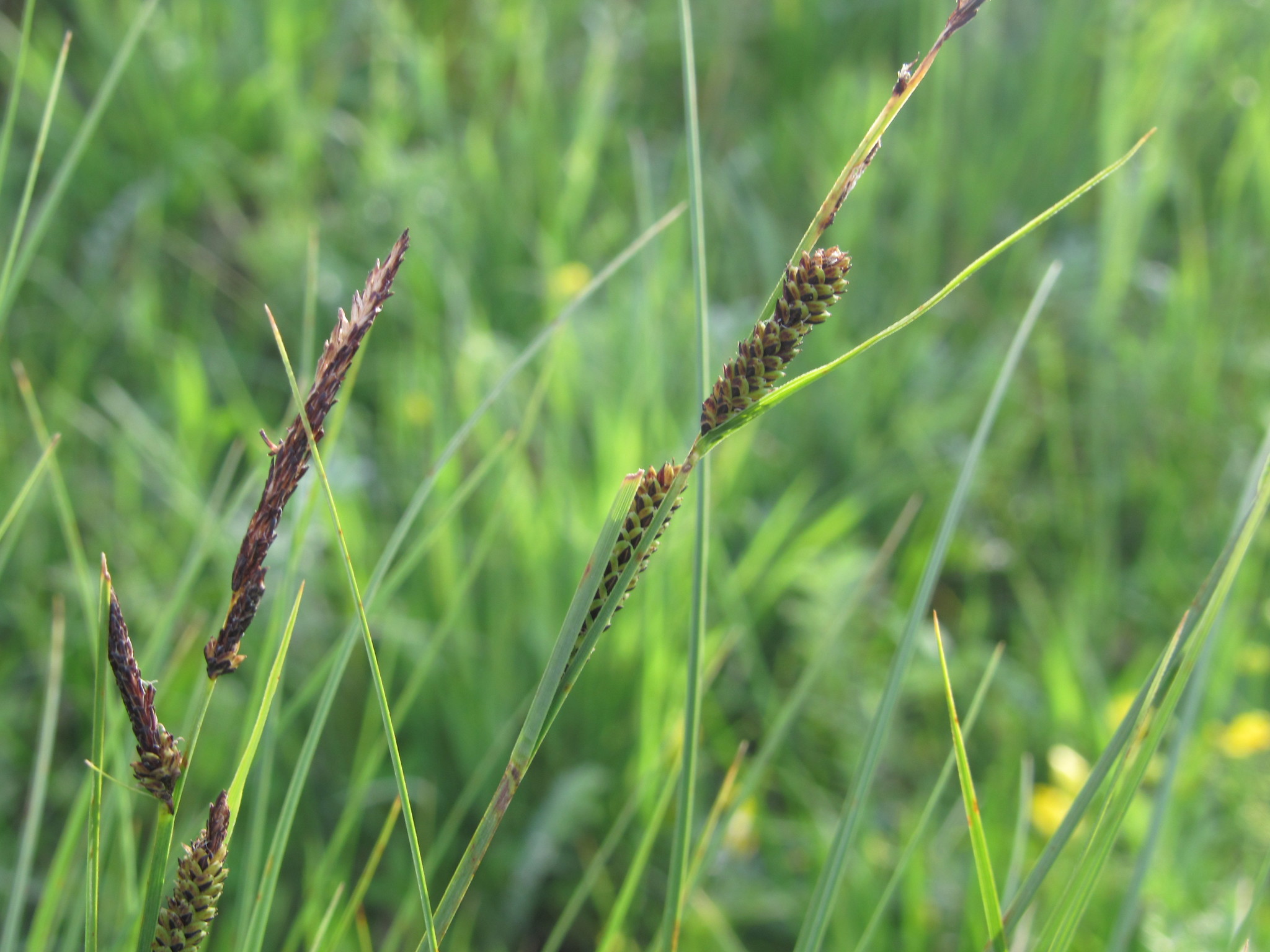 Carex nigra subsp. juncea (Fr.) Soó