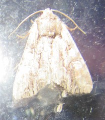 Lacanobia subjuncta