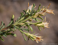 Ericameria suffruticosa