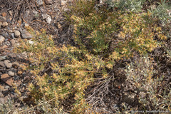 Ericameria suffruticosa