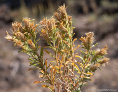 Ericameria suffruticosa