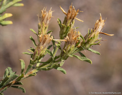 Ericameria suffruticosa
