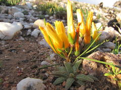 Romulea quartzicola
