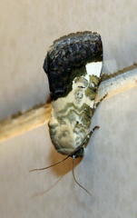 Acontia discoidea