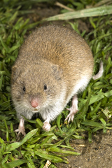 Microtus savii
