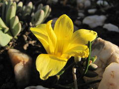 Romulea quartzicola