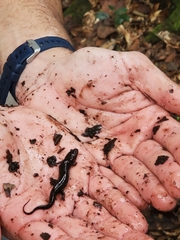 Desmognathus apalachicolae