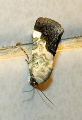 Acontia discoidea
