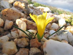 Romulea quartzicola
