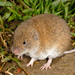 Savi's Pine Vole - Photo (c) Roberto Sindaco, some rights reserved (CC BY-NC-SA), uploaded by Roberto Sindaco