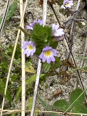 Euphrasia stricta